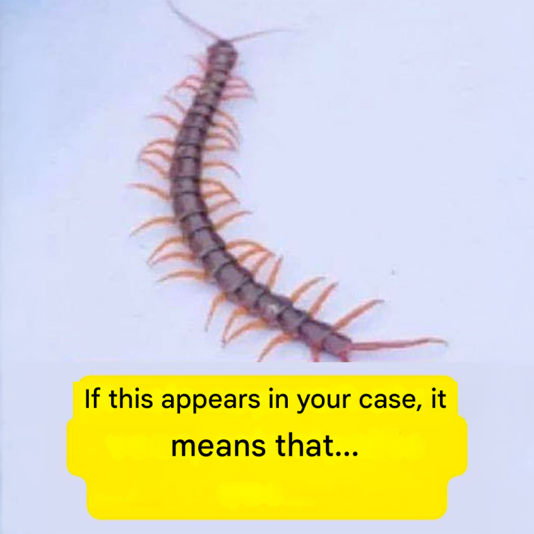 If a millipede appears in your home: a phenomenon with surprising meanings