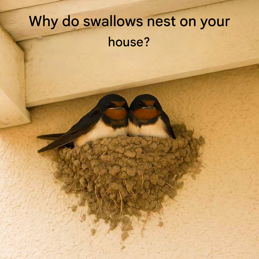Why do swallows choose your house? Popular omens everyone should know!