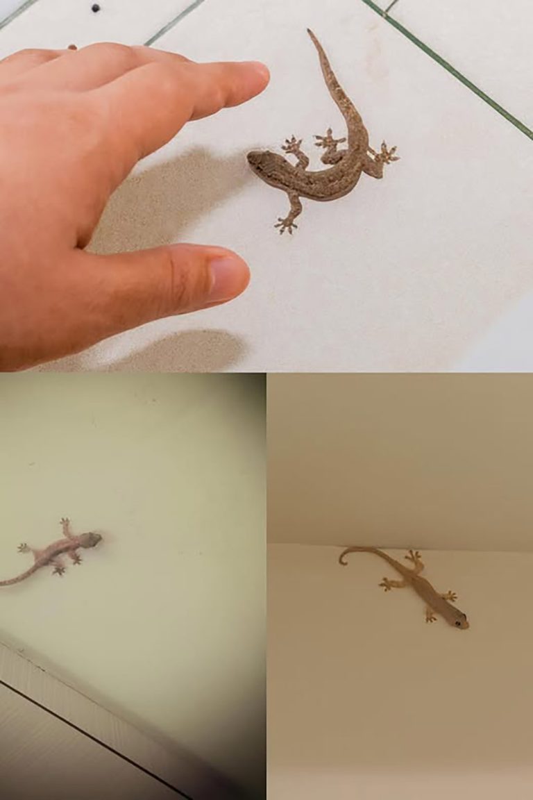 Did you know that a lizard’s visit has a profound meaning?