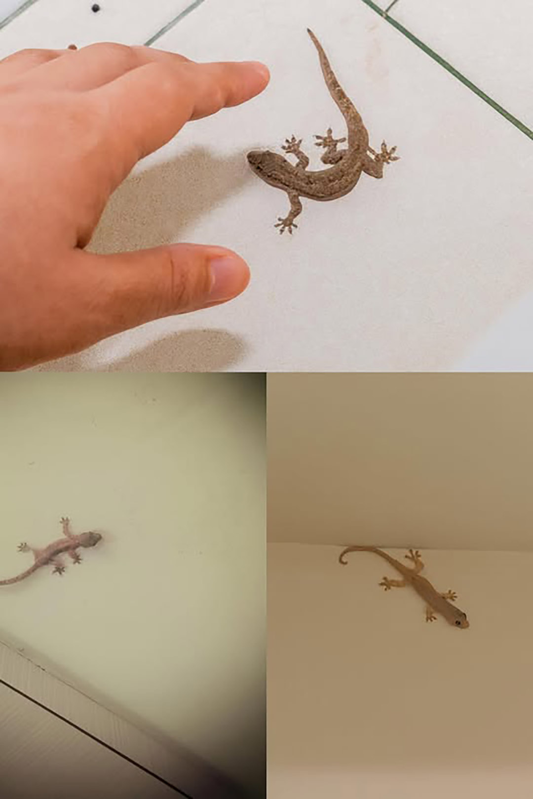 Did you know that a lizard’s visit has a profound meaning?